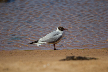 Seagull on a Sandy Shore by Rippled Water During Sunny Day