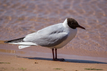 Black-Headed Gull Standing on Sandy Shore Near Calm Water