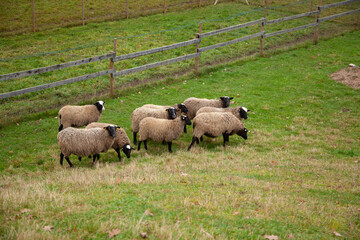 Obraz premium Flock of Sheep Grazing on a Grassy Hillside Pasture Near Wooden Fence