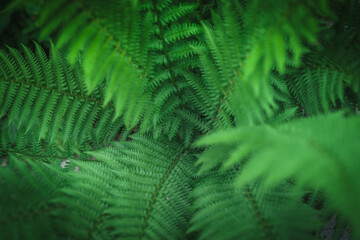 Ferns in the forest. Natural floral fern background. Natural green fern pattern. Close up fern leaves. 