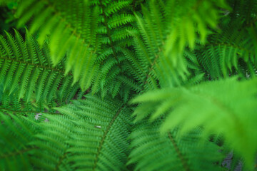 Ferns in the forest. Natural floral fern background. Natural green fern pattern. Close up fern leaves. 