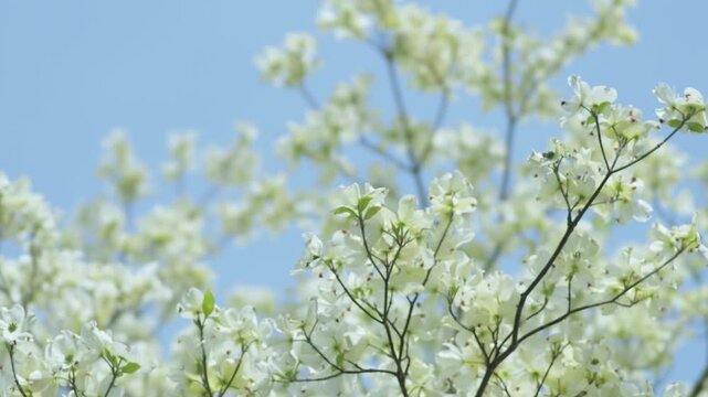 Tokyo, Japan - April 19, 2025: White dogwood flowers on blue sky
