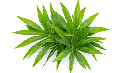 Fototapeta premium Overhead View of Dewy Green Foliage Against White Background