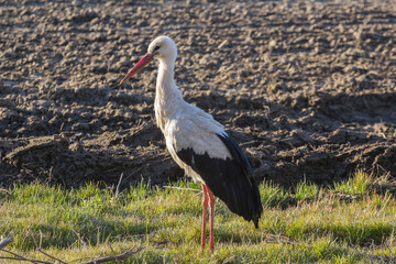 Fototapeta premium White Stork Standing in Field on a Bright Sunny Day