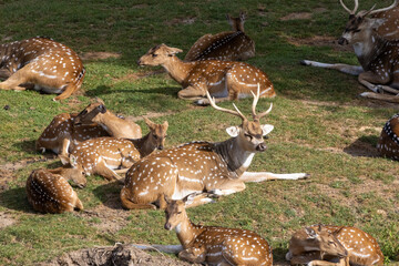 cerf sika