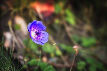 Close-up of a beautiful purple wildflower blooming in natural greenery.