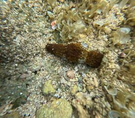 Sea cucumbers textured body blends with the seabeds algaecovered surface