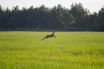 Majestic Deer Leaping Through Green Field with Forest Background in Daylight