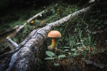 beautiful orange mushroom on the forest floor foliage
