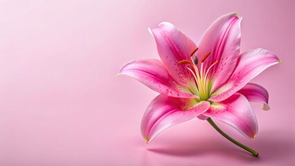 Fototapeta premium Pink Lily Background, Pink Lily Bloom, Floral Photography, Soft Pink, Lily Flower, Pastel Pink, Beautiful Lily, Delicate Flower, Pink Lily Wallpaper, Macro Photography, Closeup Lily