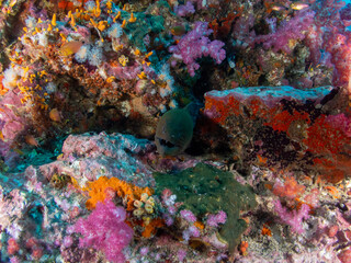 Scuba diving in the Similan Islands, North Andaman Sea, Thailand, April