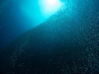 Scuba diving in the Similan Islands, North Andaman Sea, Thailand, April