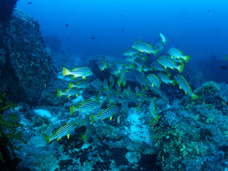 Scuba diving in the Similan Islands, North Andaman Sea, Thailand, April