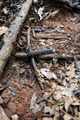 Close-up of a flat-backed millipede crawling over tree roots and leaf litter on the forest floor, highlighting its segmented body and natural habitat.