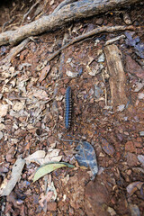 Close-up of a flat-backed millipede crawling over tree roots and leaf litter on the forest floor, highlighting its segmented body and natural habitat.