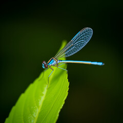 common blue damselfly fly on leaf