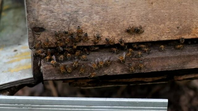 abejas para miel