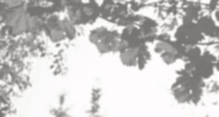 Tree shadow and light of leaf branch background. Nature leaves tropical jungle tree branch dark shadows and light from sunlight on wall texture for background wallpaper design, shadow overlay effect