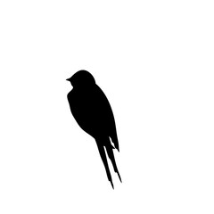 Swallow bird silhouette 