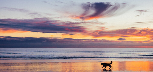 A dog runs across the reflective wet sand on a beach at sunrise