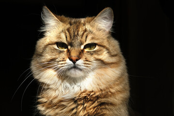 Close-up portrait of cute, furry cat, black background. Portrait of tabby cat, intensive staring in the night. Looking up. copy space. Beige gray colors. High contrast light, spot light