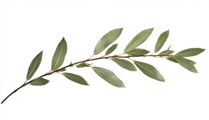 Fresh Olive Branch with Green Leaves on White Background