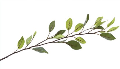 Elegant Green Leaf Branch with Varied Leaf Shapes on White Background