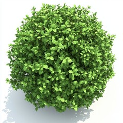 Obraz premium Lush green rounded bush on a white background.