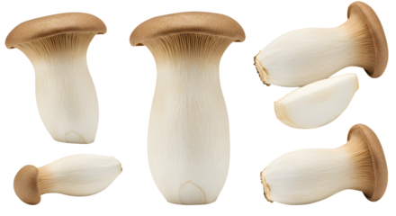 Fresh and vibrant mushrooms displayed on a white background, emphasizing their unique shapes and textures for culinary use