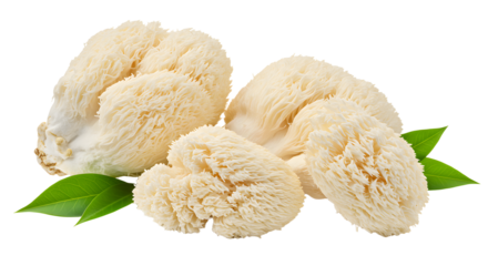 Fresh lion's mane mushrooms arranged artistically with green leaves, showcasing their unique texture and natural beauty