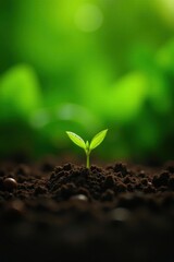 Fototapeta premium Sprouting coffee seedlings amidst green foliage, lush, growth, coffee bean