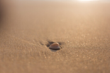 Seashell on the beach coastal shoreline nature photography calm atmosphere close-up view serenity concept