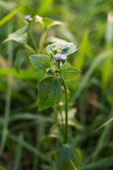 Exploring thanit plant growth natural habitat botanic photography lush environment close-up perspective botanical diversity