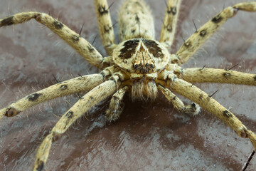 Exploring nature's arachnids close-up of a unique spider species in its natural habitat