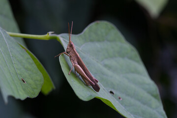 Grasshopper resting on leaf natural habitat macro photography lush environment close-up view nature's details