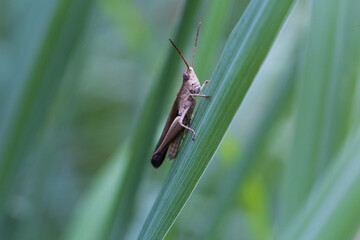 Grasshopper in nature close-up photography lush green environment macro view insect life