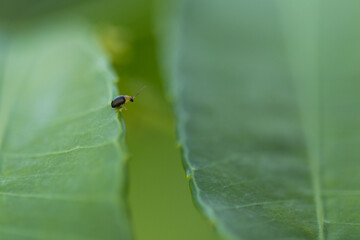 Insect exploration leaf surface macro photography natural habitat close-up intricate details of nature