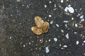 Fallen leaf on concrete surface urban environment nature photography ground level seasonal change