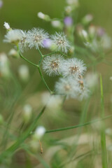 Delicate dandelion seeds dancing in nature's meadow close-up photography green environment serene...