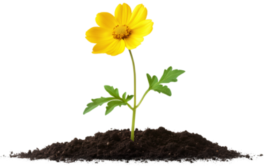 A yellow flower growing from seed to plant, with green leaves and a soil background, in a photorealistic style, in PNG format. No shadows or text on the transparent background