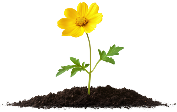 A yellow flower growing from seed to plant, with green leaves and a soil background, in a photorealistic style, in PNG format. No shadows or text on the transparent background