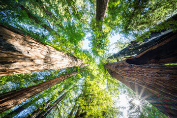 2025 Big Basin State Park Giant Sequoias