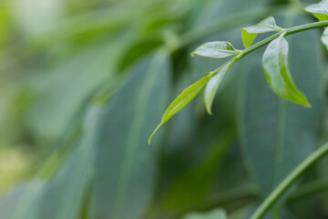Lush green leaf close-up natural environment botanical photography outdoor setting tranquil viewpoint serenity concept