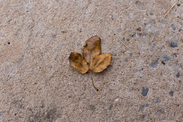 Fallen leaf on sandy ground nature scene detail capture outdoor setting close-up perspective emphasizing natural beauty