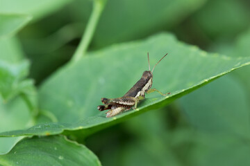 Grasshopper on leaf nature macro photography lush green environment close-up view insect life