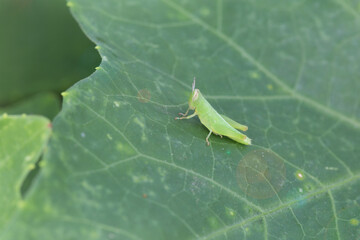 Grasshopper leaps on green leaf nature close-up macro photography outdoor environment vibrant viewpoint insect behavior