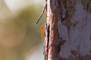 Ant climbing up a tree bark forest ecosystem nature photography close-up view insect behavior