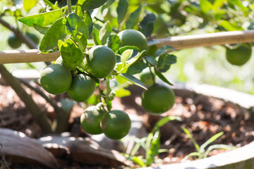 Growing green citrus fruit in a garden nature photography fresh produce outdoor setting close-up view sustainable living