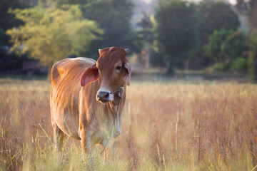 Grazing cow in a golden field rural landscape nature photography serene environment natural light peaceful concept