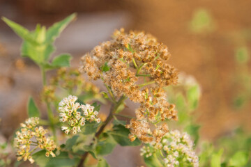Flourishing wildflowers nature trail close-up photography warm environment natural setting beauty of flora